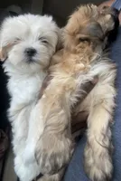 DEAN, a male Maltese for sale in Los Angeles, CA – Photo 4 of 4