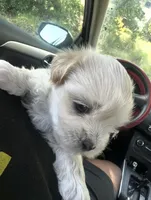 DEAN, a male Maltese for sale in Los Angeles, CA – Photo 3 of 4