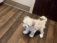 DEAN, a male Maltese for sale in Los Angeles, CA – Photo 2 of 4