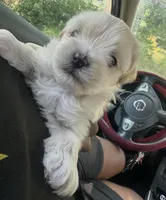 DEAN, a male Maltese for sale in Los Angeles, CA – Photo 1 of 4
