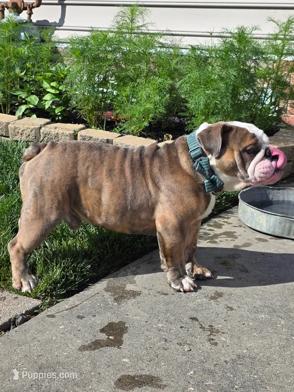 Delta-8 – English Bulldog puppy for sale in Baltimore, MD