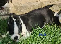 Shrek, a male Boston Terrier for sale in Baltimore, MD – Photo 1 of 3