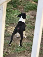 Shrek, a male Boston Terrier for sale in Baltimore, MD – Photo 3 of 3