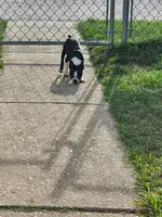 Shrek, a male Boston Terrier for sale in Baltimore, MD – Photo 2 of 3