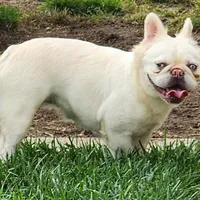 Snow White, a female French Bulldog for sale in Baltimore, MD – Photo 1 of 2