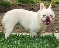 Snow White, a female French Bulldog for sale in Baltimore, MD – Photo 1 of 3