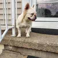 Snow White, a female French Bulldog for sale in Baltimore, MD – Photo 2 of 2