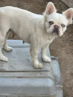 Snow White, a female French Bulldog for sale in Baltimore, MD – Photo 2 of 3