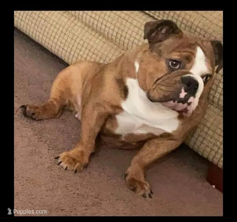 Daphne  – English Bulldog puppy for sale in Baltimore, MD