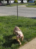 Delta-8, a male English Bulldog for sale in Baltimore, MD – 3 of 3