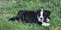 Indica, a female English Bulldog for sale in Baltimore, MD – Photo 4 of 4
