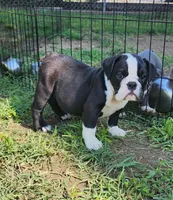 Indica, a female English Bulldog for sale in Baltimore, MD – Photo 1 of 4