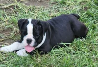 Indica, a female English Bulldog for sale in Baltimore, MD – Photo 3 of 4