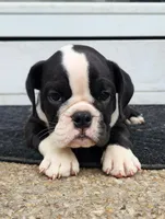 Indica, a female English Bulldog for sale in Baltimore, MD – Photo 2 of 4