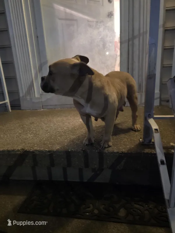 Trixi, a female American Bulldog for sale in Baltimore, MD – Photo 1 of 1