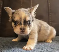 Pink, a female French Bulldog for sale in Baltimore, MD – Photo 2 of 5