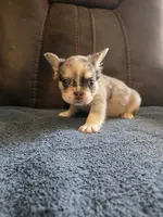 Pink, a female French Bulldog for sale in Baltimore, MD – Photo 5 of 5