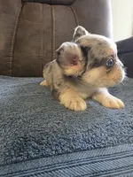 Pink, a female French Bulldog for sale in Baltimore, MD – Photo 4 of 5