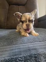 Pink, a female French Bulldog for sale in Baltimore, MD – Photo 3 of 5