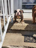 Madussa, a female English Bulldog for sale in Baltimore, MD – Photo 2 of 2