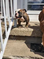 Madussa, a female English Bulldog for sale in Baltimore, MD – Photo 1 of 2