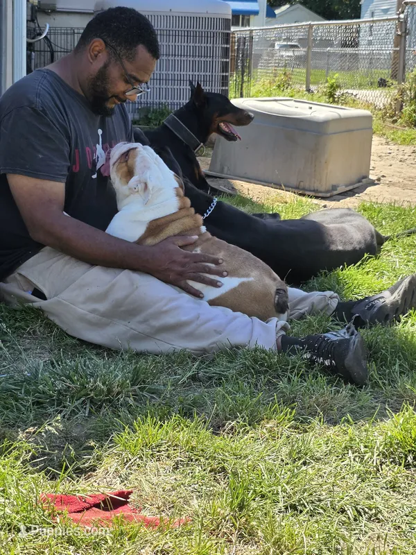 Mom B – English Bulldog puppy for sale in Baltimore, MD