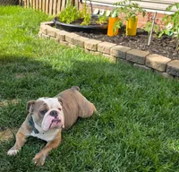 Delta-8, a male English Bulldog for sale in Baltimore, MD – 2 of 3