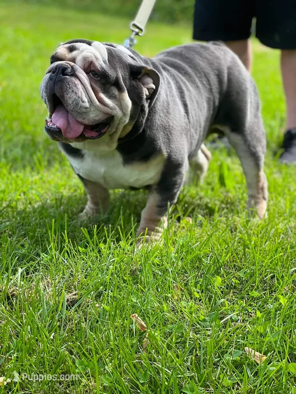 Fat Man – English Bulldog puppy for sale in Baltimore, MD