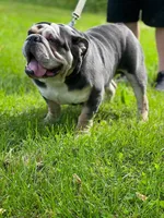 Fat Man, a male English Bulldog for sale in Baltimore, MD – Photo 1 of 2