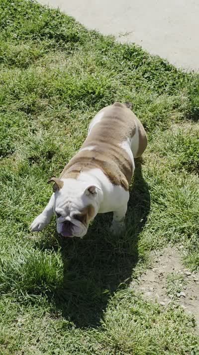 Mom B, a female English Bulldog for sale in Baltimore, MD – 1 of 1