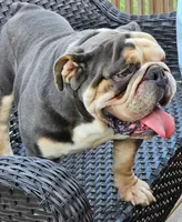 Savvy, a female English Bulldog for sale in Baltimore, MD – Photo 2 of 2