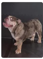 Savvy, a female English Bulldog for sale in Baltimore, MD – Photo 1 of 2