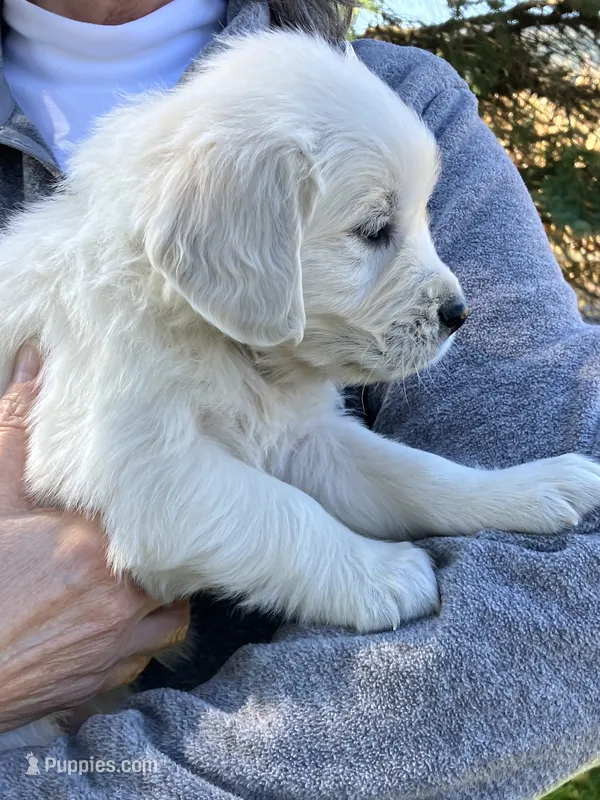 Adam yellow – English Cream Golden Retriever puppy for sale in Belleville, PA
