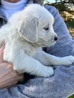 Adam yellow, a male English Cream Golden Retriever for sale in Belleville, PA – 1 of 1
