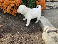 Aaron, a male English Cream Golden Retriever for sale in Belleville, PA – 3 of 5