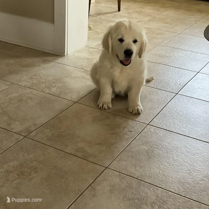 Felker, a male English Cream Golden Retriever for sale in Belleville, PA – 1 of 3