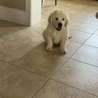 Felker, a male English Cream Golden Retriever for sale in Belleville, PA – 1 of 3