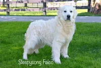 Felker, a male English Cream Golden Retriever for sale in Belleville, PA – 3 of 3