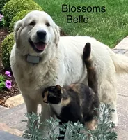 Felker, a male English Cream Golden Retriever for sale in Belleville, PA – 2 of 3