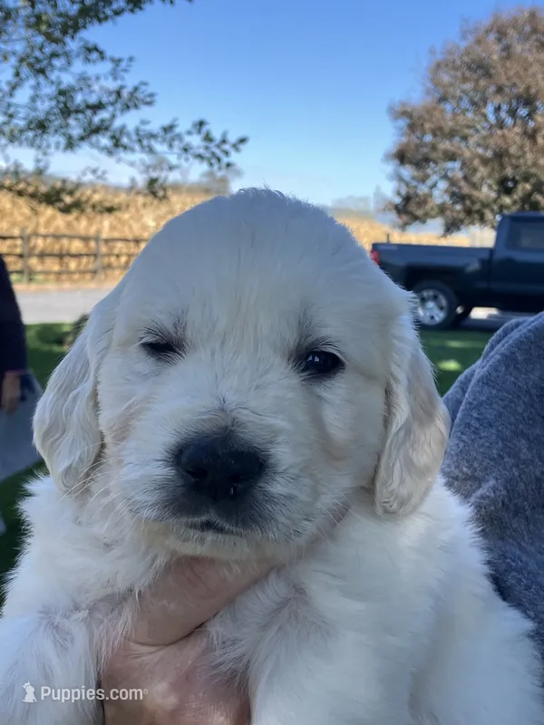 Alphie light blue – English Cream Golden Retriever puppy for sale in Belleville, PA