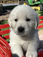 Aaron green, a male English Cream Golden Retriever for sale in Belleville, PA – 6 of 6