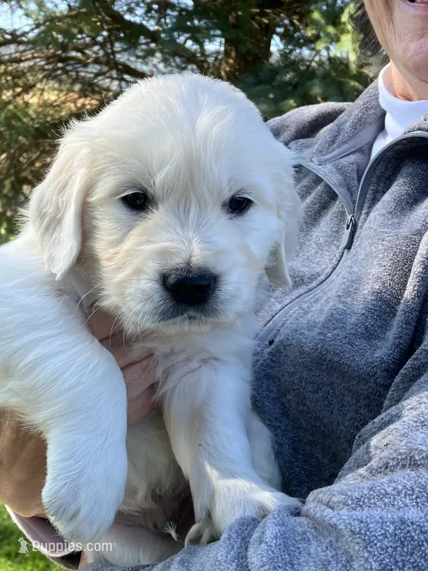 Anders red – English Cream Golden Retriever puppy for sale in Belleville, PA