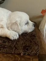 Aaron , a male English Cream Golden Retriever for sale in Belleville, PA – 2 of 6