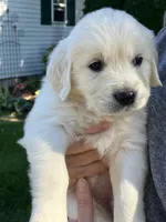 Andy orange, a male English Cream Golden Retriever for sale in Belleville, PA – 1 of 1