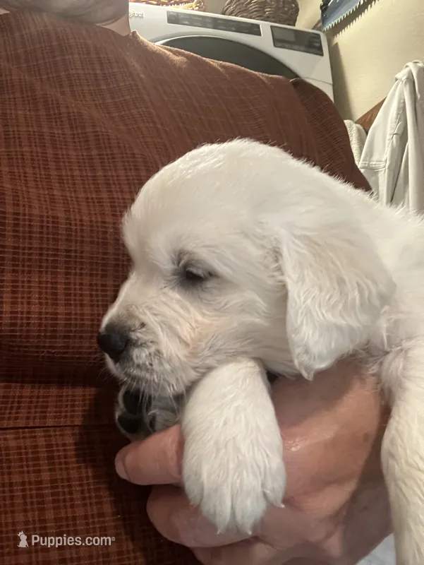 Aaron  – English Cream Golden Retriever puppy for sale in Belleville, PA