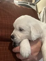 Aaron , a male English Cream Golden Retriever for sale in Belleville, PA – 1 of 6
