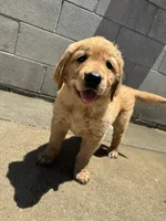 Golden retriever, a female Golden Retriever for sale in Long Beach, CA – 1 of 1