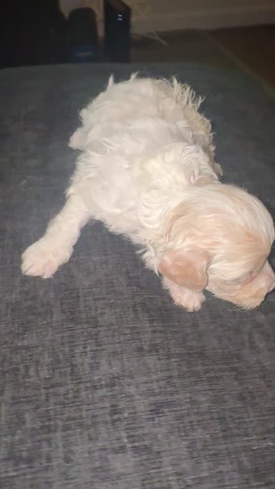 Mel, a male Havapoo for sale in Youngstown, OH – 2 of 2