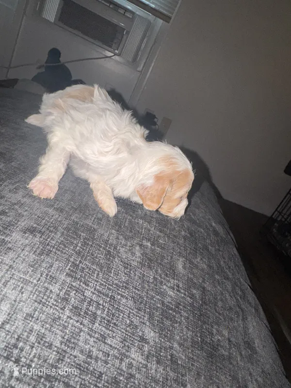 Millie – Havapoo puppy for sale in Youngstown, OH