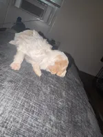 Millie, a female Havapoo for sale in Youngstown, OH – 1 of 2